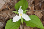 White trillium